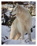 White wolf by KateWalker