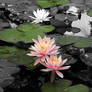 Water Lily Splashes of Color