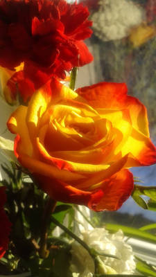 Yellow and Red Rose