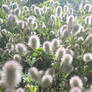 Trifolium arvense (Rabbit-foot Clover)