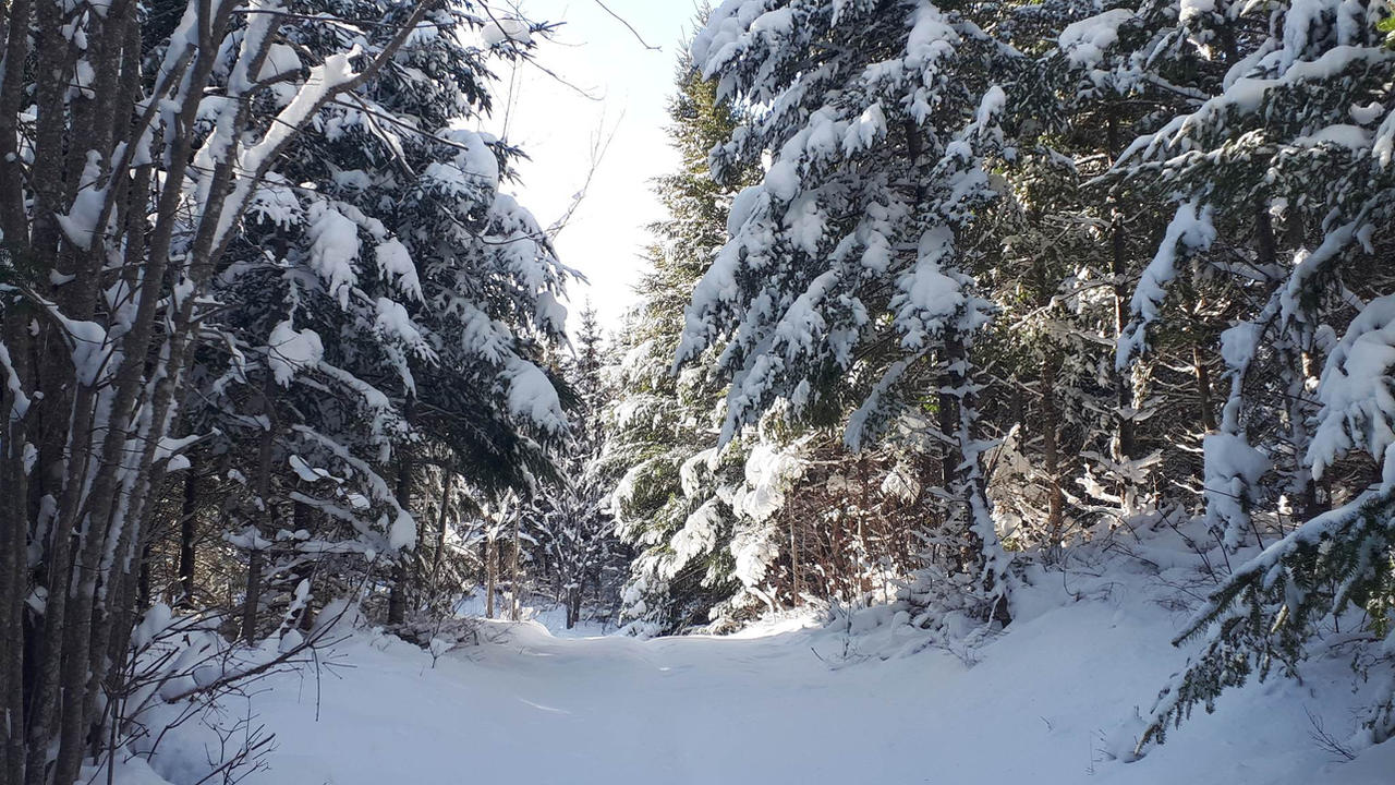 The Path to Narnia