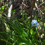Small Blue Flowers