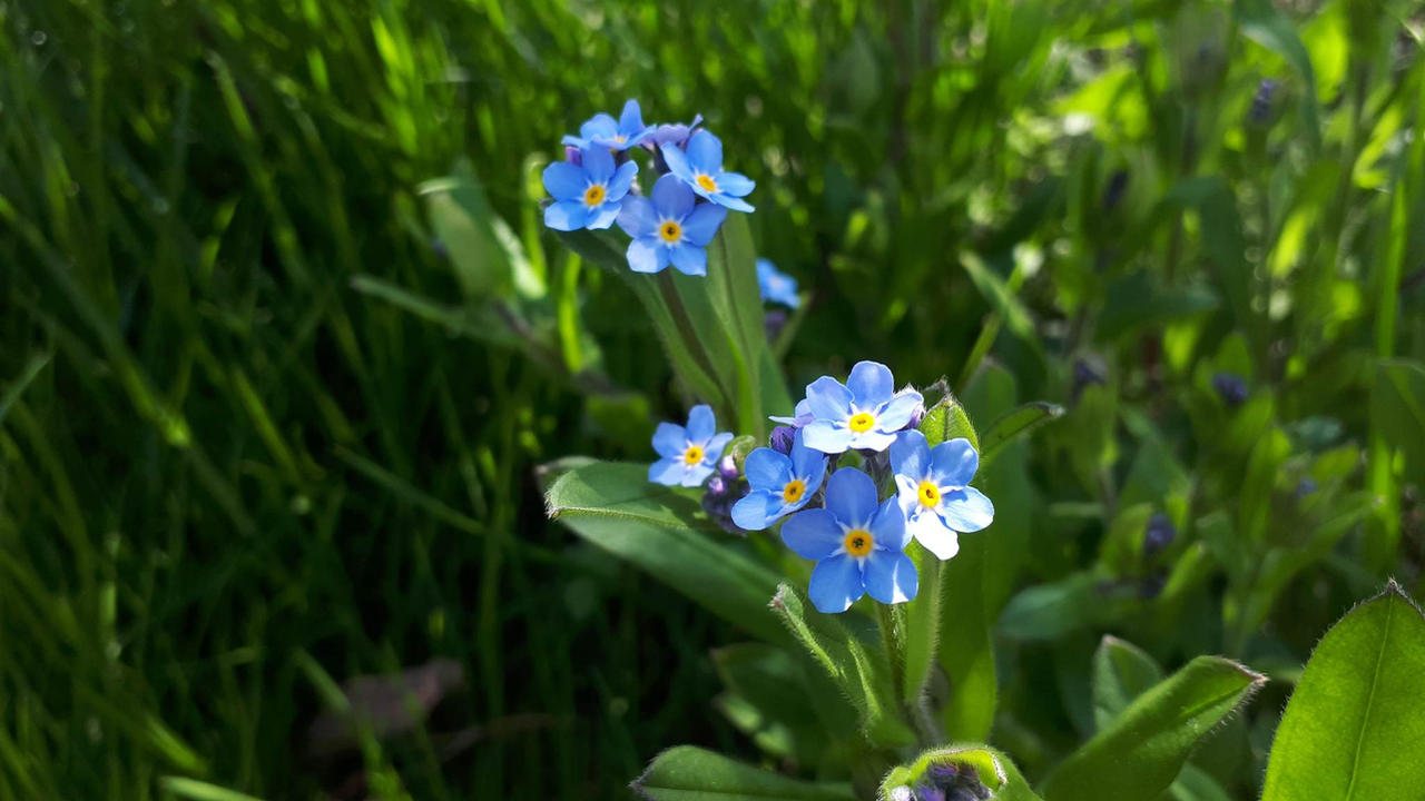 Water Forget-Me-Nots