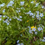 Water Forget-Me-Nots