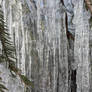 Tree Ice