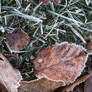 Frosty Leaf