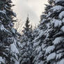 Winter Wonderland