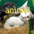 Animal Love Club icon