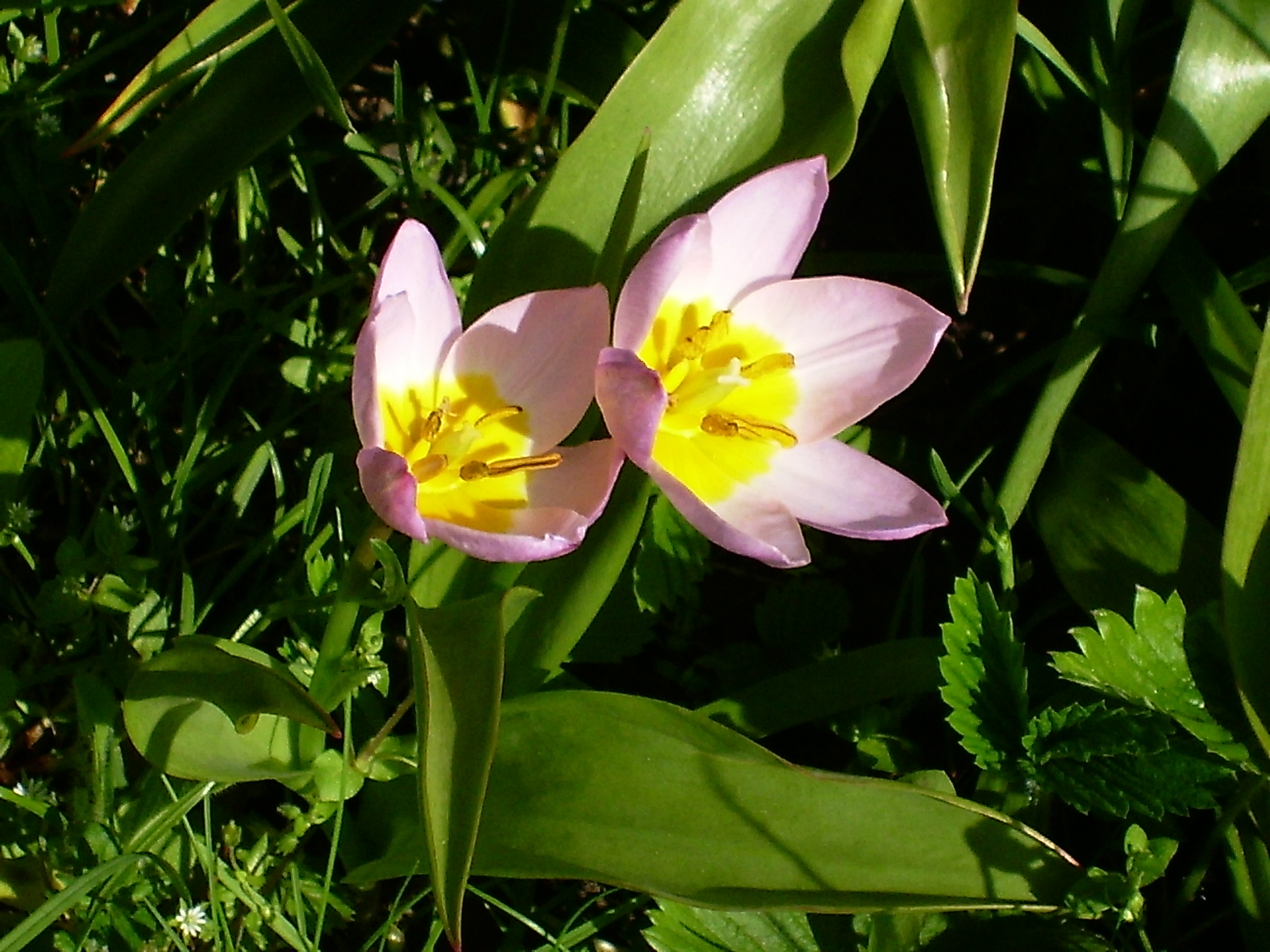 In the garden