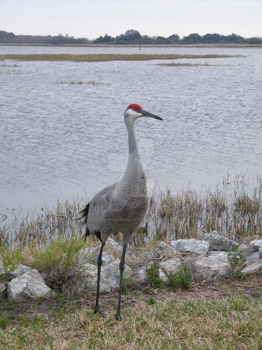 SandHill Crane Profile Shot