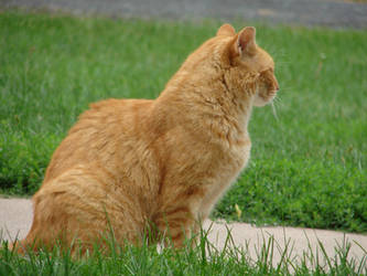 orange cat 002