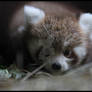 Baby of Red Panda