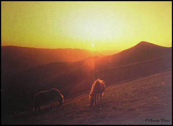 Horse's sunset