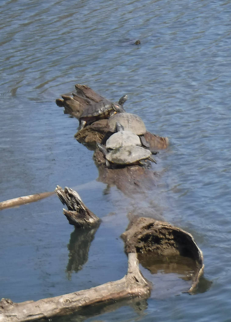 Turtle March Deviantart Three Rocks Turtles by BrickMaster-SK93 on DeviantArt