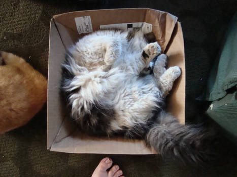 Box Sleeping Cat