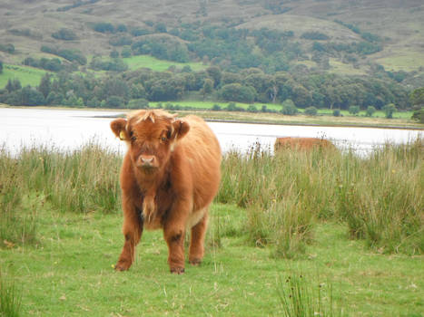 Highland Cow