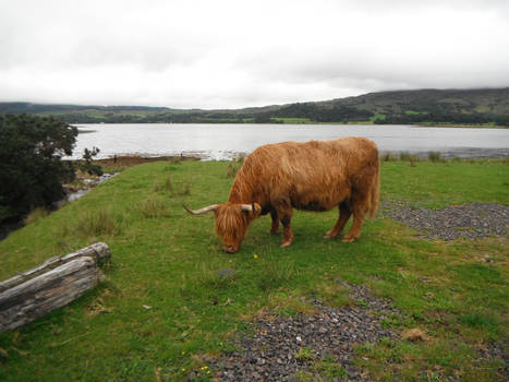 Highland Cow