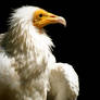 Egyptian Vulture