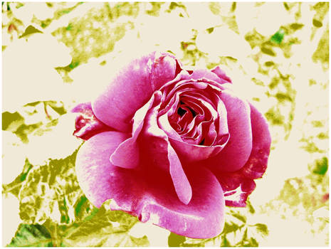 rosa 1