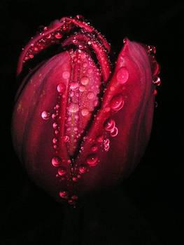 Dark Tulip