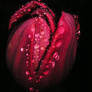 Dark Tulip