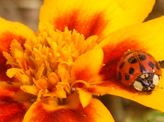 Marigold with ladybug