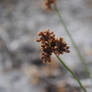 Brown Flower