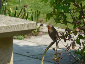 Winchester Robin