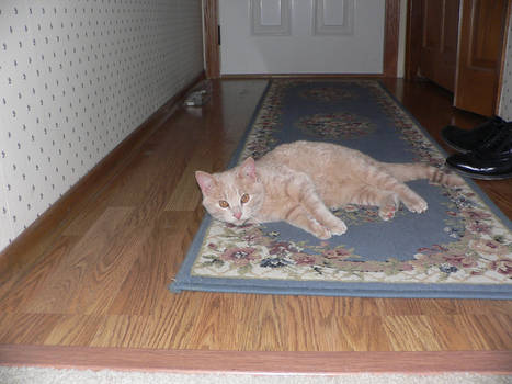 On the rug