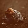 Memories of a seashell