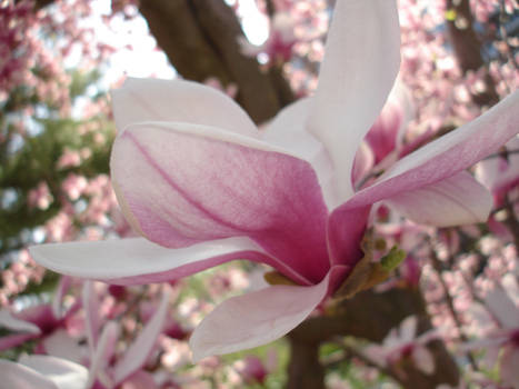 magnolia flower