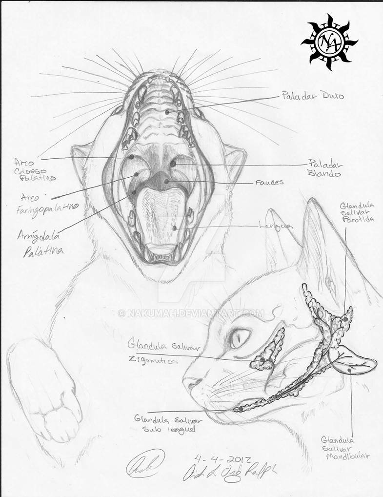 Oral Cavity (Cat Anatomy) by Nakumah on DeviantArt
