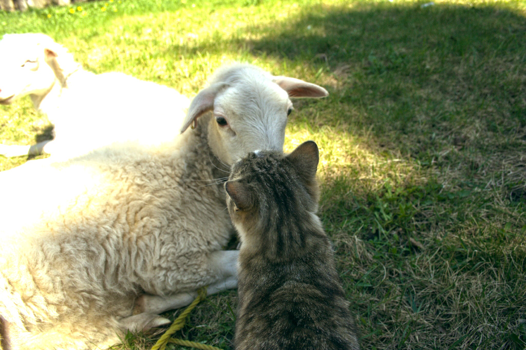 Can I Has Lamb Chop?