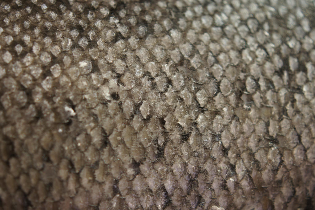 Scale Texture Stock 1 By MissRazen On DeviantArt