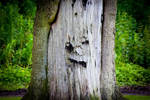 Funny Tree Face by BusterBrownBB