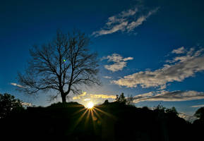 On a lonely hill stands a lonely tree