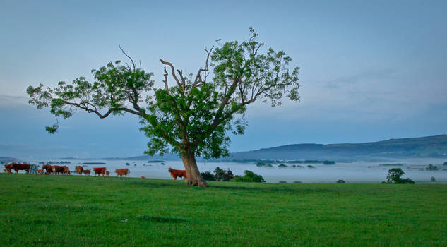 It's a Mist tree