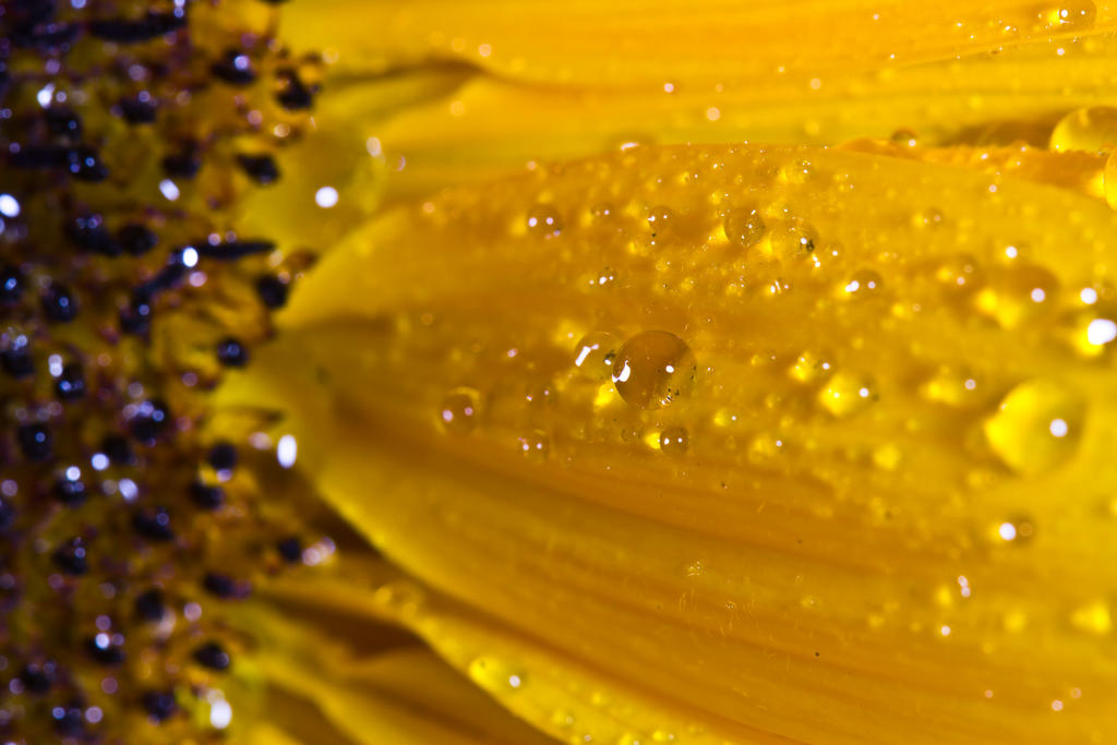 Sunflower drops