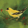 Goldfinch - SP