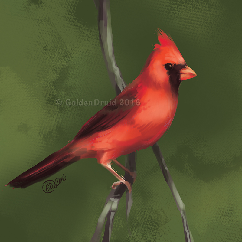 Male Cardinal - SP