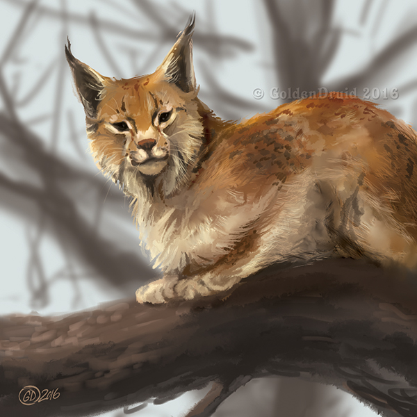 Lynx - SpeedPaint