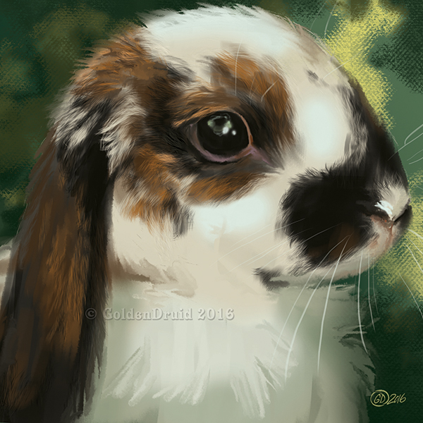 Lop Bunny SpeedPaint