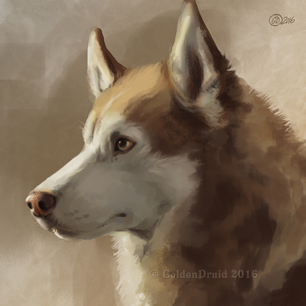 Husky Portrait SpeedPaint