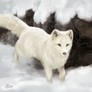 Snow Fox - SpeedPaint