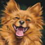 Smiling Pomeranian - SpeedPaint
