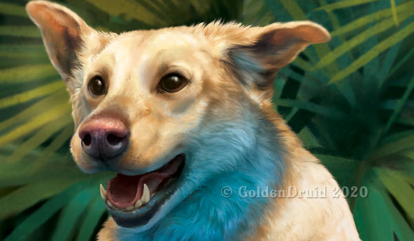 Max Pet Portrait WIP