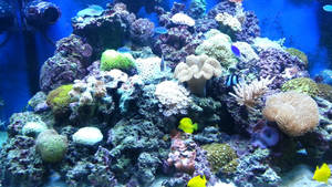 My marine aquarium