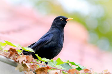 Blackbird on rooftop