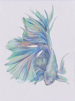 Siamese Fighting Fish