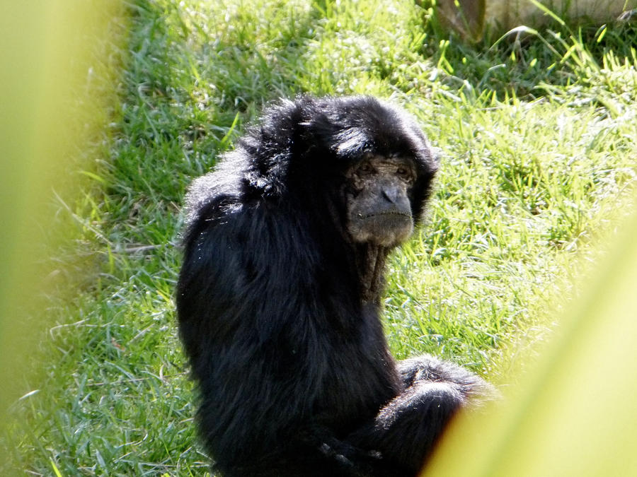Weird Monkey by princessleah1 on DeviantArt